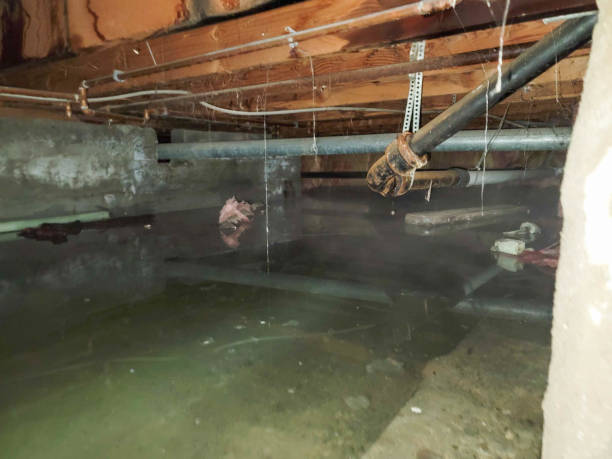 Best Water damage restoration near me  in Palmer Ranch, FL